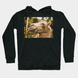 The Malice of the Camel Hoodie